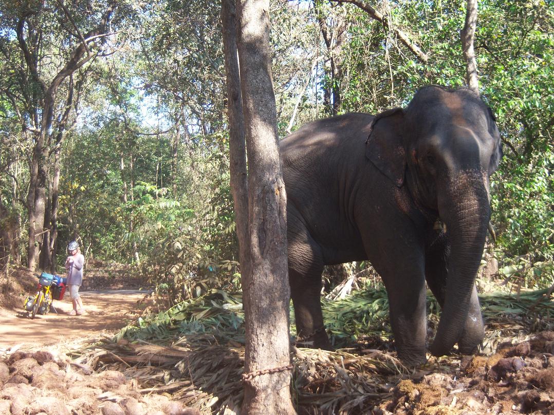 elefant