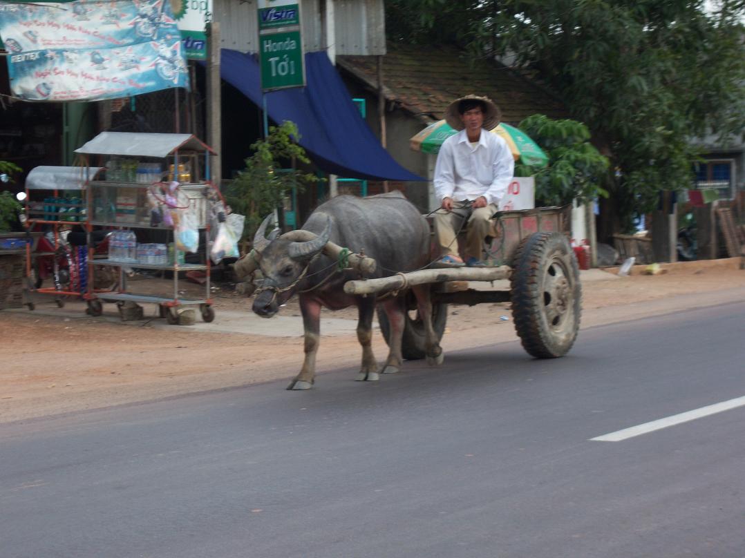 buffel