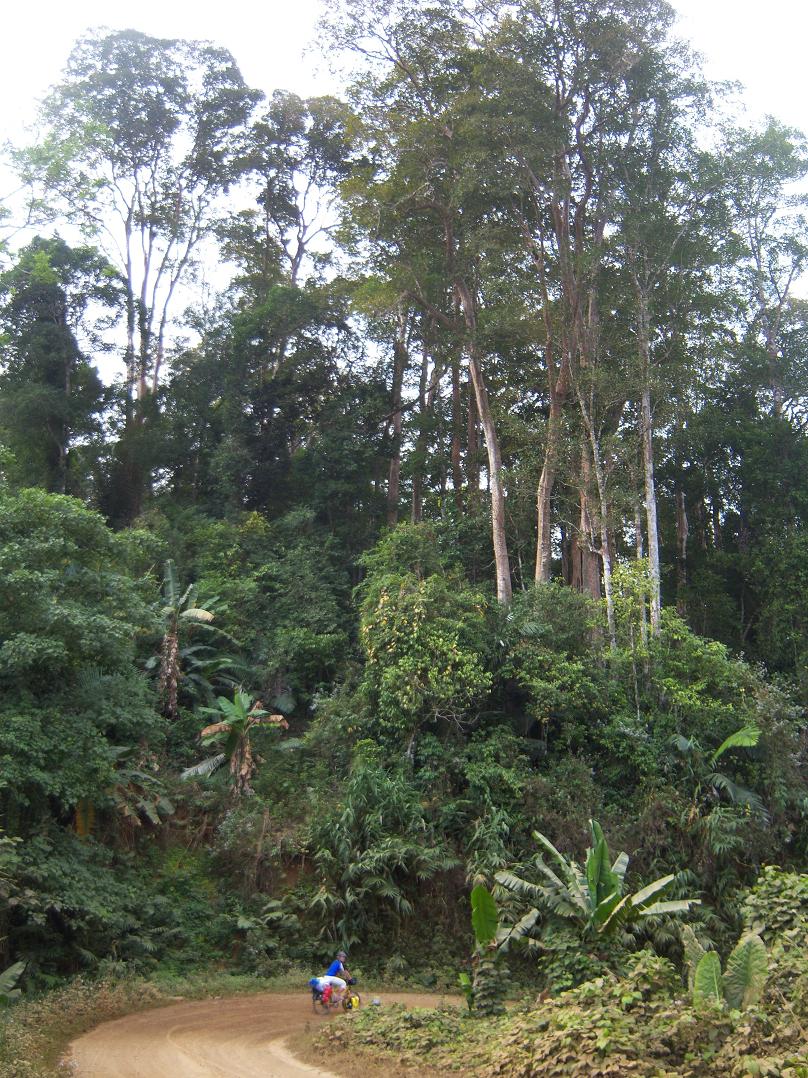 wald